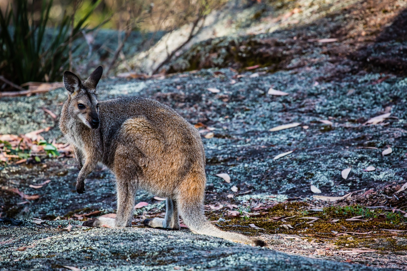Swamp Wallaby hanging around on the rocks around the campsite