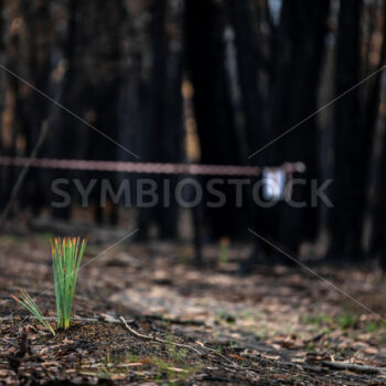 New Growth After Fire #1 - BRENDAN MAUNDER PHOTOGRAPHY