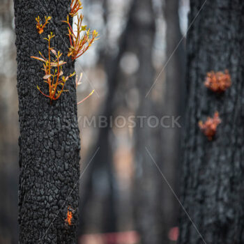 New Growth After Fire #2 - BRENDAN MAUNDER PHOTOGRAPHY