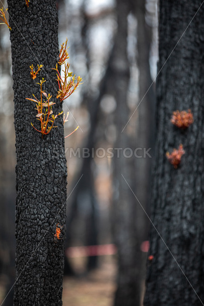New Growth After Fire #2 - BRENDAN MAUNDER PHOTOGRAPHY