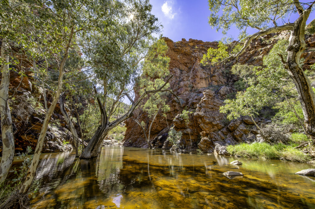 Explore the robust beauty of Northern Territory's Serpentine Gorge, where nature's resilience is on full display. Amidst the dense vegetation and striking rock formations of the Australian wilderness, the freshly engorged creek streams through the landscape, a testament to the natural cycle of flood and renewal. Marvel at how the land and trees, intrinsic to the rugged outdoors of the region, stand as silent witnesses to the ebb and flow of life after the floods.